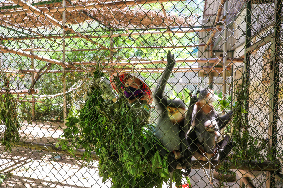 Tới đây, du khách được ngắm nhìn vẻ đẹp của các loài thú linh trưởng đang bị đe dọa bởi nạn săn bắt và thấy mình có trách nhiệm hơn trong việc chung tay bảo vệ các loài động vật hoang dã. (Ảnh: Minh Sơn/Vietnam+)