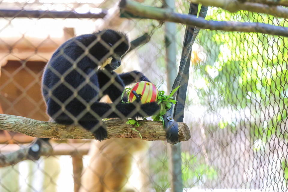Đây được coi là nơi 'tập huấn' cho các loài linh trưởng trước khi được thả về với tự nhiên. (Ảnh: Minh Sơn/Vietnam+)
