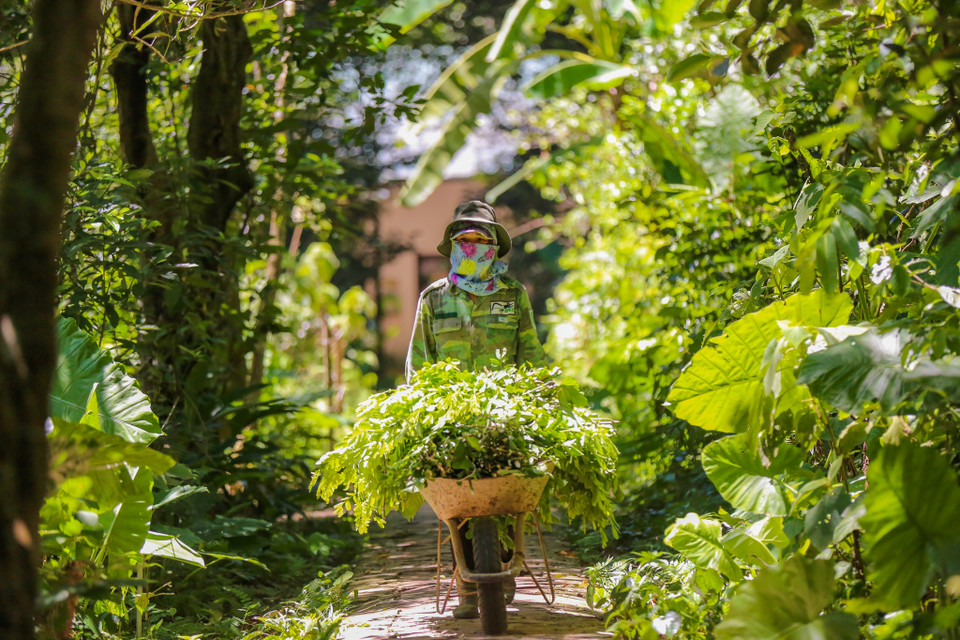 Công việc hàng ngày các cán bộ nhân viên tại đây gồm chuẩn bị đồ ăn, chia khẩu phần thức ăn và quét dọn chuồng trại, tắm rửa cho linh trưởng. (Ảnh: Minh Sơn/Vietnam+)