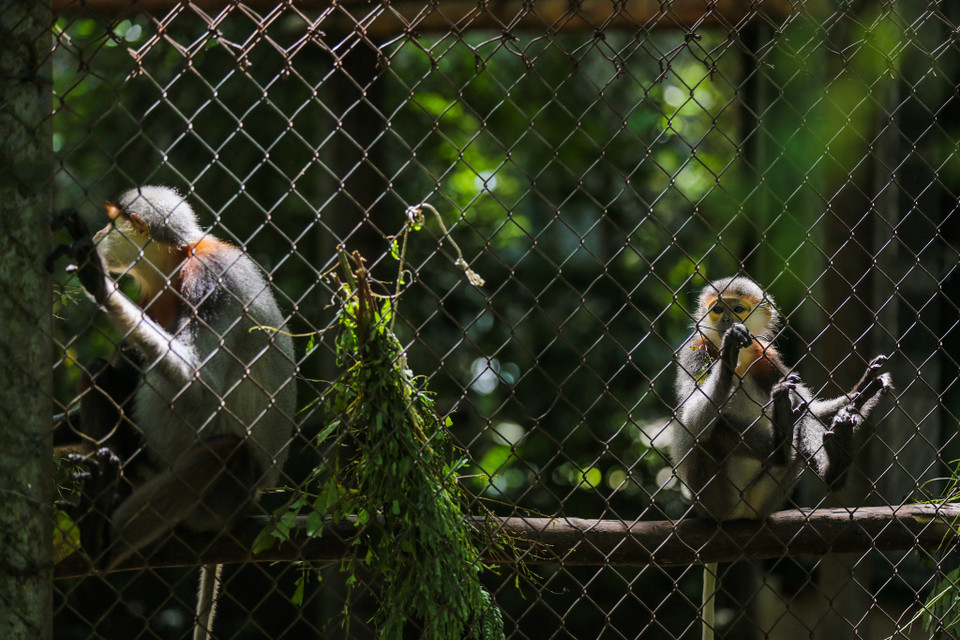 Trung tâm có khoảng 50 chuồng nuôi và 2 khu vực bán hoang dã của 14 loài, với số lượng 178 cá thể. (Ảnh: Minh Sơn/Vietnam+)