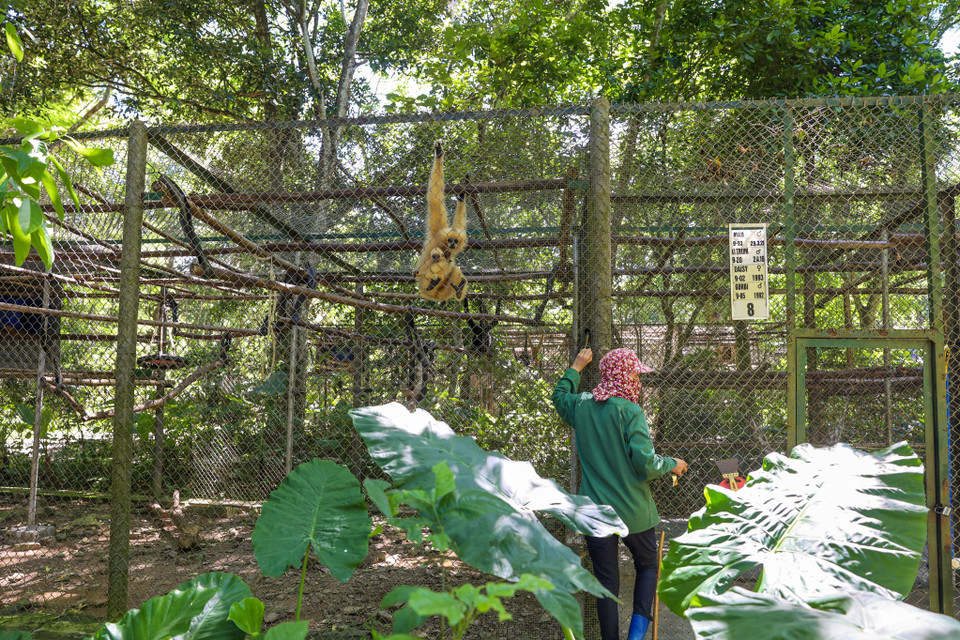 Mỗi loài linh trưởng lại có một thực đơn khác nhau, chính vì vậy việc lên thực đơn mỗi ngày cho các loài là việc không hề dễ dàng. (Ảnh: Minh Sơn/Vietnam+)