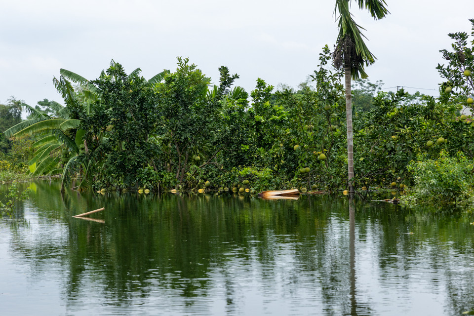 Ông Nguyễn Văn Bích - Trưởng Xóm 15, thôn Phú Hiền nghẹn ngào: "Sau cơn bão số 3 cũng là lúc lũ tràn về, tôi cùng 90 hộ dân xóm tập trung chống lũ lụt. Chưa năm nào nước lũ cao như năm nay, cao hơn đến nửa mét so với năm đỉnh điểm 2017. Tất cả lúa của thôn chúng tôi cũng như hoa màu, cây ăn quả đều mất trắng." (Ảnh: Minh Sơn/Vietnam+)