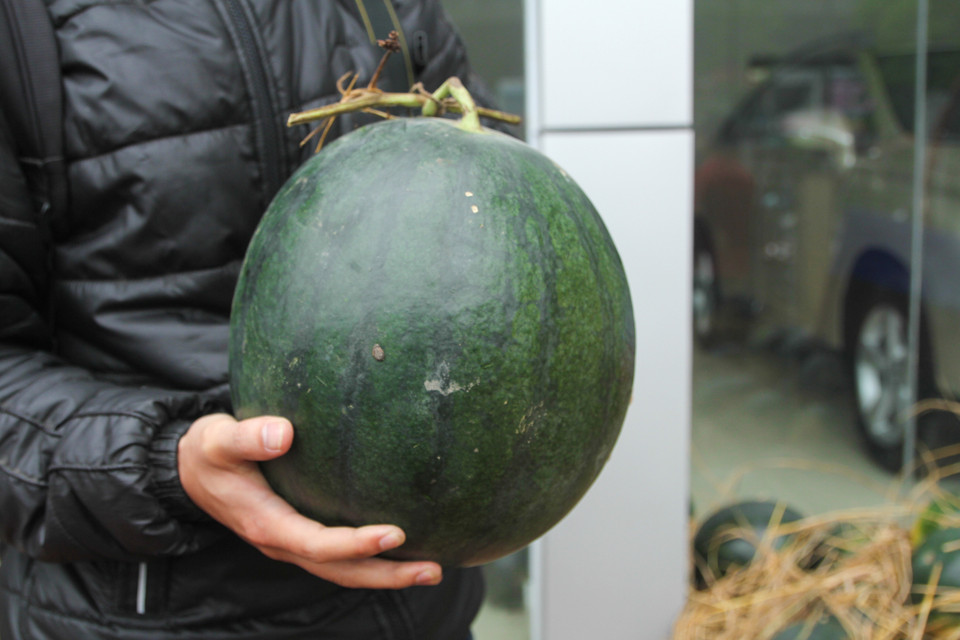 Khoảng 500 tấn dưa bị ngập nước phải được tiêu thụ trong tuần này, rất nhiều quả dưa còn căng tròn, tươi tắn. (Ảnh: PV/Vietnam+)