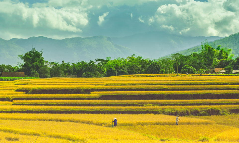 Thời điểm này, những người nông dân tại huyện Bình Liêu đã bắt đầu gặt lúa. (Ảnh: Minh Sơn/Vietnam+)