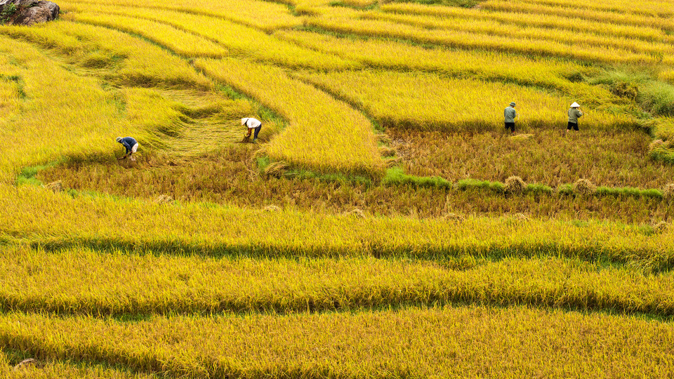 Chỉ ít tuần nữa thôi, cảnh tượng đẹp đẽ này sẽ không còn. (Ảnh: Minh Sơn/Vietnam+)