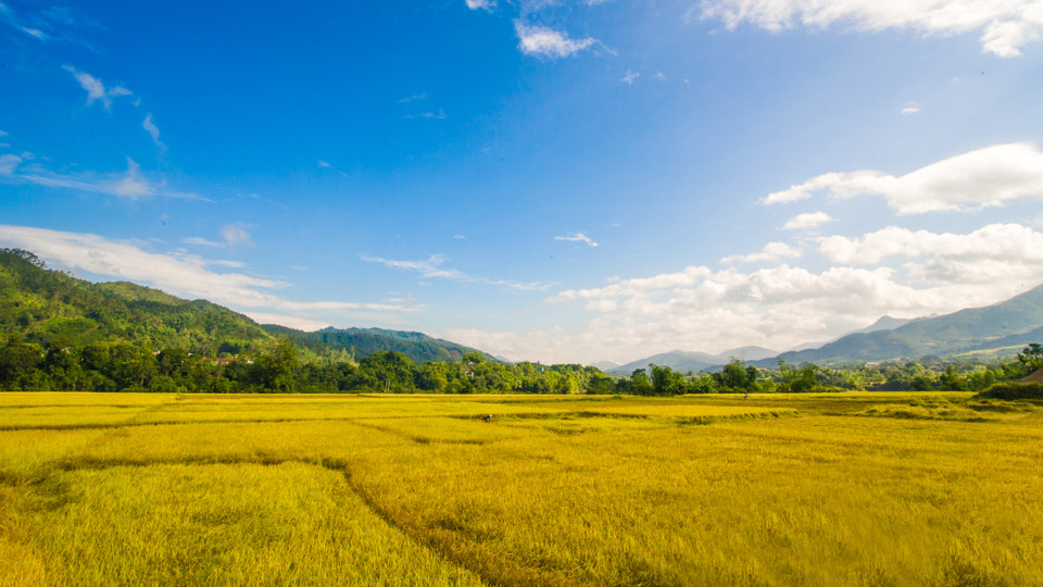 Điểm đặc biệt thu hút khách du lịch ở đây là những thử ruộng bậc thang trùng điệp vàng ruộm đầy thơ mộng. (Ảnh: Minh Sơn/Vietnam+)