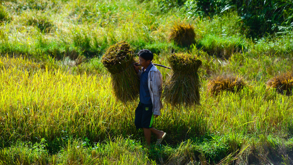 Thấp thoáng hình ảnh người nông dân đang gánh lúa về. (Ảnh: Minh Sơn/Vietnam+) 