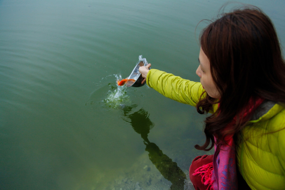 Khoảng từ 5-6 giờ sáng, người dân đã ra những hồ lớn như Hồ Tây, Hồ Giảng Võ,… để thả cá theo tục tiễn ông Công ông Táo về trời. (Ảnh: Thành Nguyễn-Hoàng Long/Vietnam+)