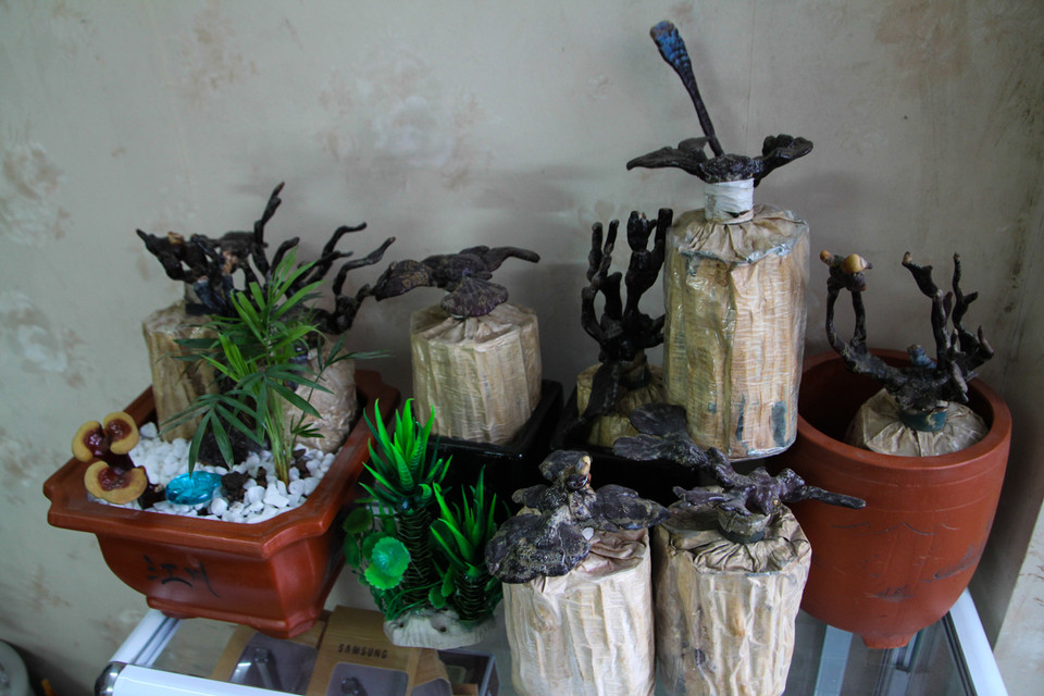 Ngoài những chậu linh chi bonsai tươi ra, anh Kỷ còn rất thích chơi những loại linh chi khô. (Ảnh: Minh Sơn/Vietnam+)