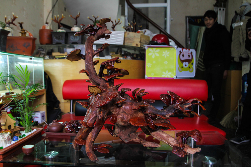 Đặc biệt, anh còn ‘khoe’ một cây nấm linh chi đỏ rất đẹp mà anh định giá hơn 12 triệu đồng. Cây nấm được ghép từ linh chi đỏ vào một rễ cây lâu năm tạo thành hình dáng của một con lân, rất ý nghĩa trong những ngày Tết. (Ảnh: Minh Sơn/Vietnam+)