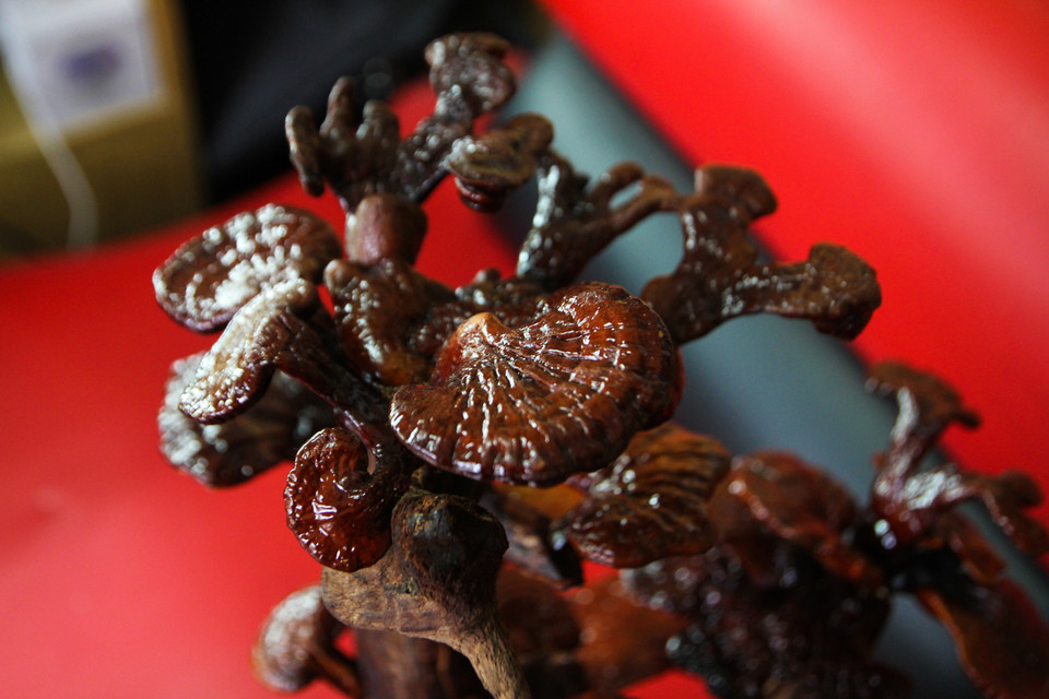 Cận cảnh cây nấm linh chi khô. (Ảnh: Minh Sơn/Vietnam+)