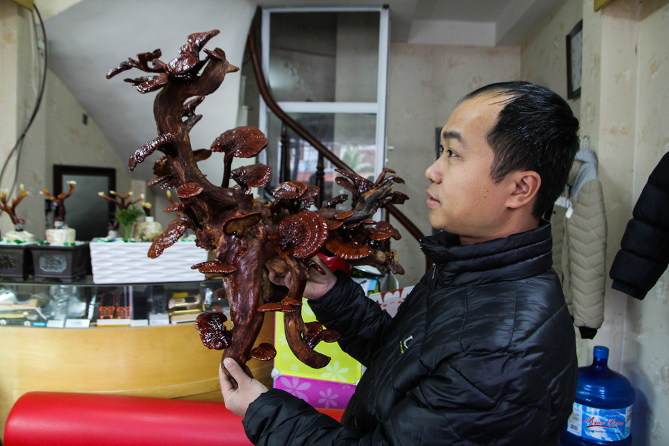 Một góc nhìn khác của cây nấm ta sẽ liên tưởng sang hình dáng của những loài khác, đây là điểm độc đáo của cây. (Ảnh: Minh Sơn/Vietnam+)