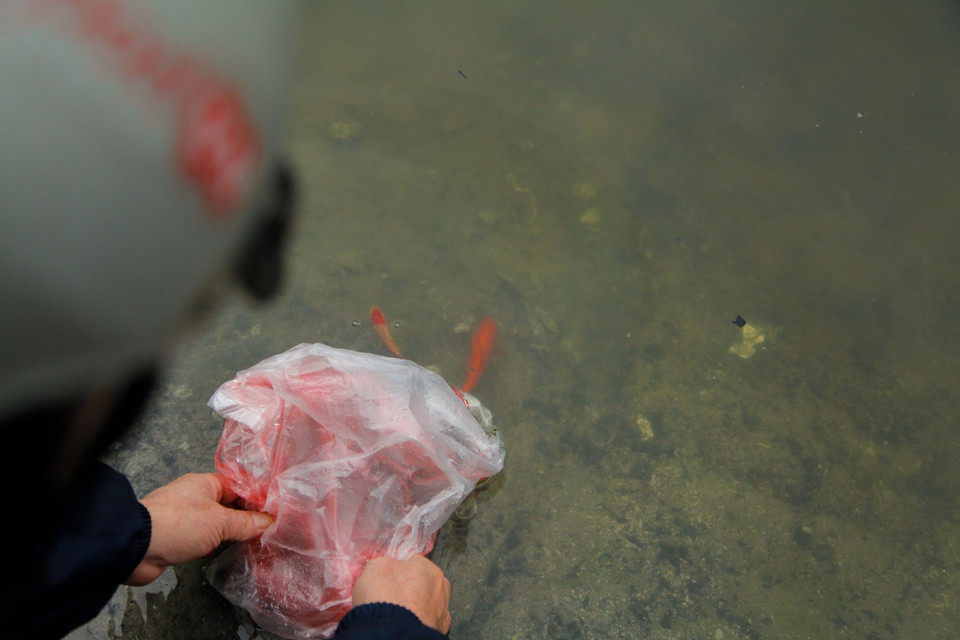 Những con cá chép vàng được phóng sinh bơi lội tự do. (Ảnh: Thành Nguyễn-Hoàng Long/Vietnam+)