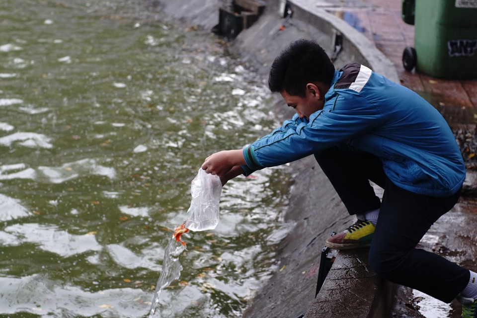 Theo quan niệm của nhiều người, thả cá phải trước giờ Ngọc (12 giờ trưa) cá mới ‘hóa rồng’ chở ông Táo lên kịp triều đình. (Ảnh: Thành Nguyễn-Hoàng Long/Vietnam+)