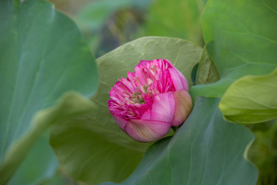 Giống sen nghìn cánh Trung Sơn bung nở khoe sắc trong nắng hè. (Ảnh: Minh Sơn/Vietnam+)