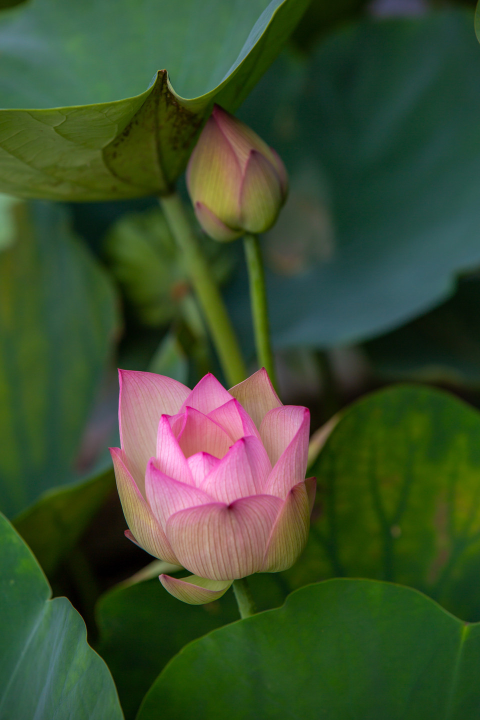 Giống sen với cái tên HT. Queen's Pink Lips Lotus (sen môi hồng nữ hoàng) do chính tay anh Hiệp lai tạo. (Ảnh: Minh Sơn/Vietnam+)