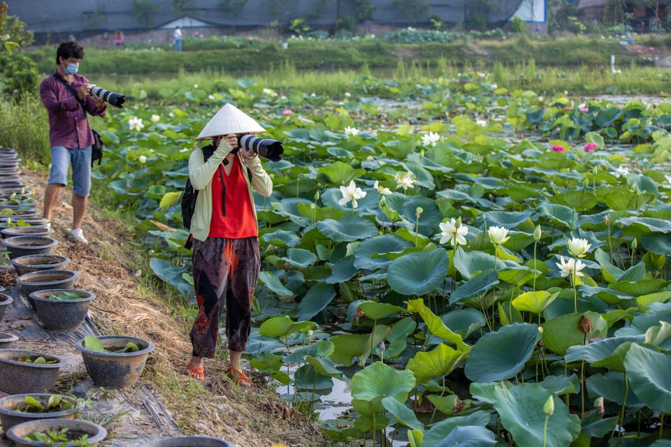Đầm sen này mở cửa cho các du khách đến tham quan và tìm hiểu về sen. Tuy nhiên thời điểm hiện tại, du khách phải bảo đảm yêu cầu 5K từ Bộ Y tế mới được phép tham quan và chụp ảnh. (Ảnh: Minh Sơn/Vietnam+)
