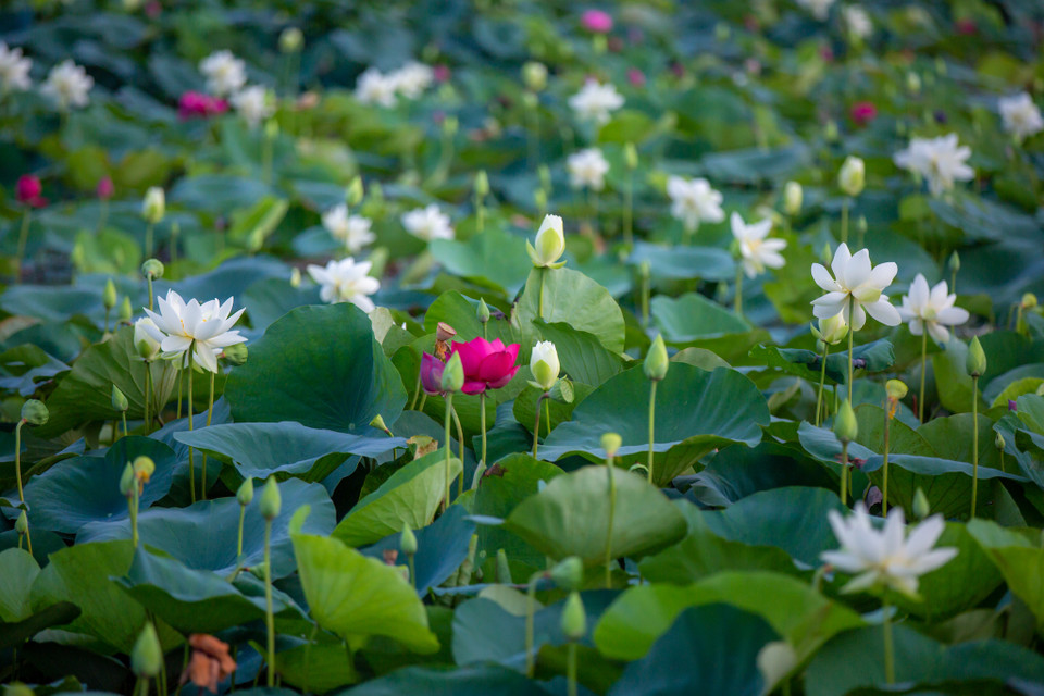 Trung tâm trực thuộc Học viện Nông nghiệp Việt Nam. Hiện nay, tại đây đang nghiên cứu và lai tạo ra những giống sen mới có nhiều ưu điểm như có hương thơm lâu hơn, màu đẹp và chống chịu được thời tiết khắc nghiệt như ở miền Bắc. (Ảnh: Minh Sơn/Vietnam+)
