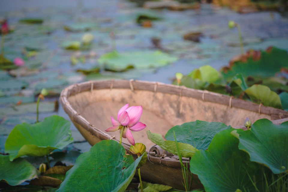 Với diện tích lớn, khu vực trồng và phát triển các loài sen quý tại Gia Lâm tạo nên một đầm sen riêng biệt, nhiều màu sắc. (Ảnh: Minh Sơn/Vietnam+)