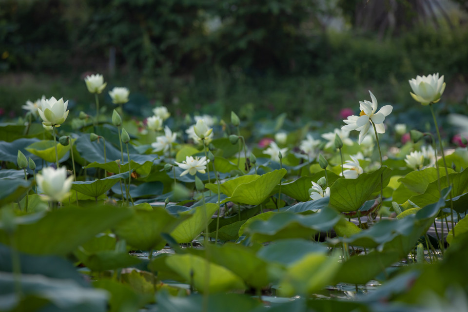 Hà Nội những ngày hè đầu tháng 6 chói chang, thế nhưng khi đến đây, thả mình vào không gian mênh mông của những đầm sen chắc chắn sẽ khiến du khách thích thú. (Ảnh: Minh Sơn/Vietnam+)