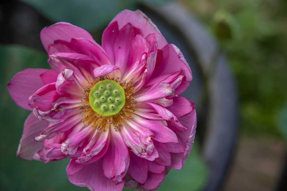 Giống sen Mid Nights Lotus. (Ảnh: Minh Sơn/Vietnam+)
