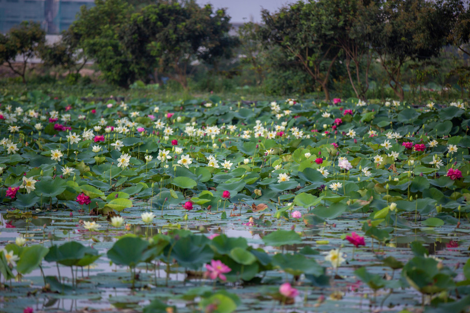 Theo tiết lộ của anh, đầm sen này được trồng xen kẽ loài với nhau để lai giống tự nhiên, chọn ra những loài sen lai mới. (Ảnh: Minh Sơn/Vietnam+)
