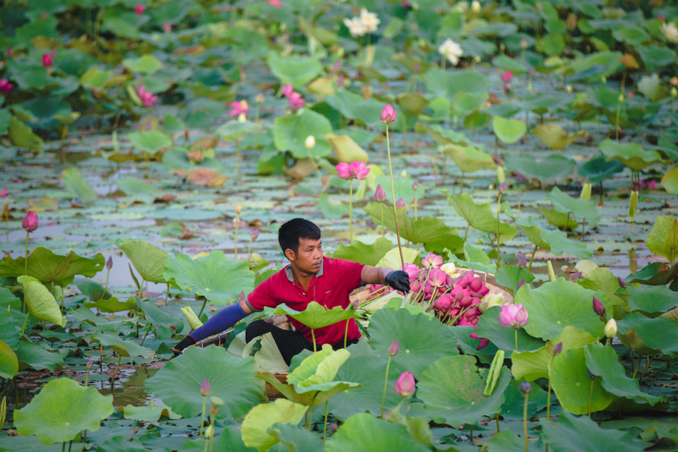 Hiện tại Trung tâm đã lai tạo được 4 giống sen mới với nhiều ưu việt. (Ảnh: Minh Sơn/Vietnam+)