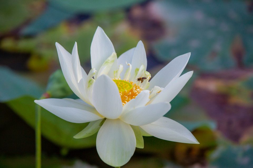 Giống sen với cái tên nghe rất kêu: Tender Girl. (Ảnh: Minh Sơn/Vietnam+)