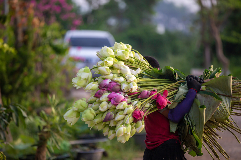 Cùng với đó, Trung tâm này cũng dành riêng 5.000-10.000 bông mỗi vụ để sản xuất trà sen. (Ảnh: Minh Sơn/Vietnam+)