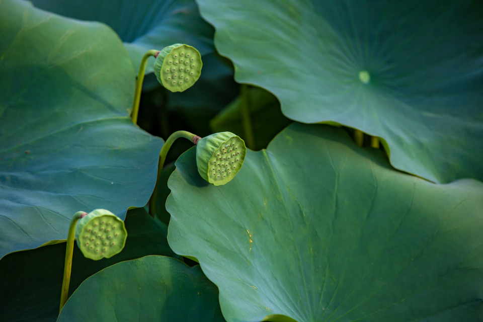 Mỗi ngày đầm sen này xuất ra 800-1.000 bông sen các loại đi khắp Hà Nội. (Ảnh: Minh Sơn/Vietnam+)
