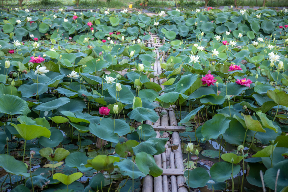 Hàng nghìn bông sen với đủ màu từ sen hồng, sen vàng, sen trắng, sen đỏ... tranh thủ dịp này khoe sắc. (Ảnh: Minh Sơn/Vietnam+)