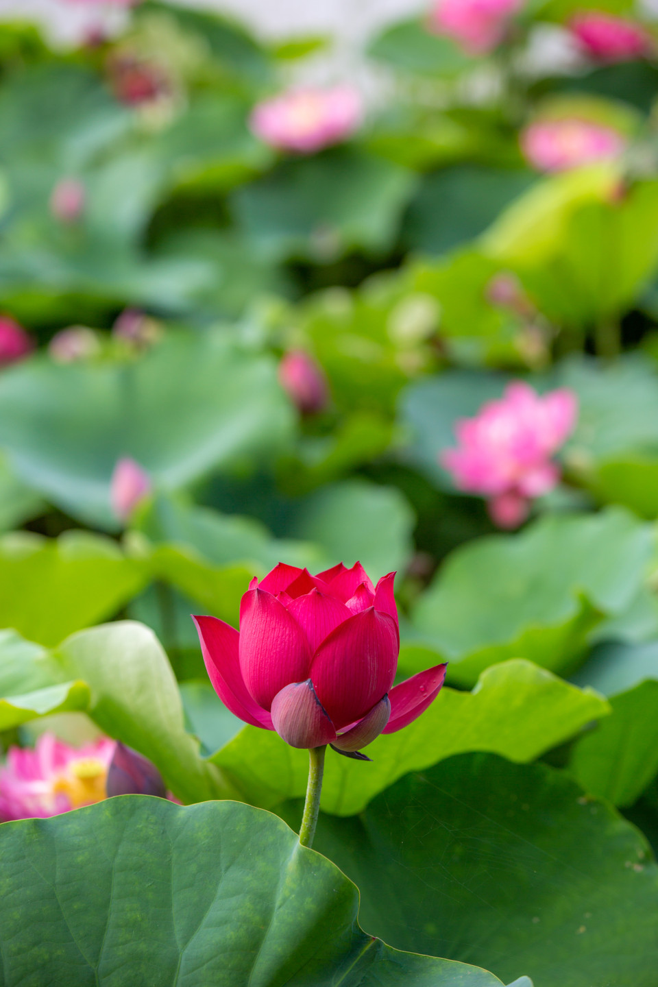 Cận cảnh giống sen Drop Blood Lotus. (Ảnh: Minh Sơn/Vietnam+)