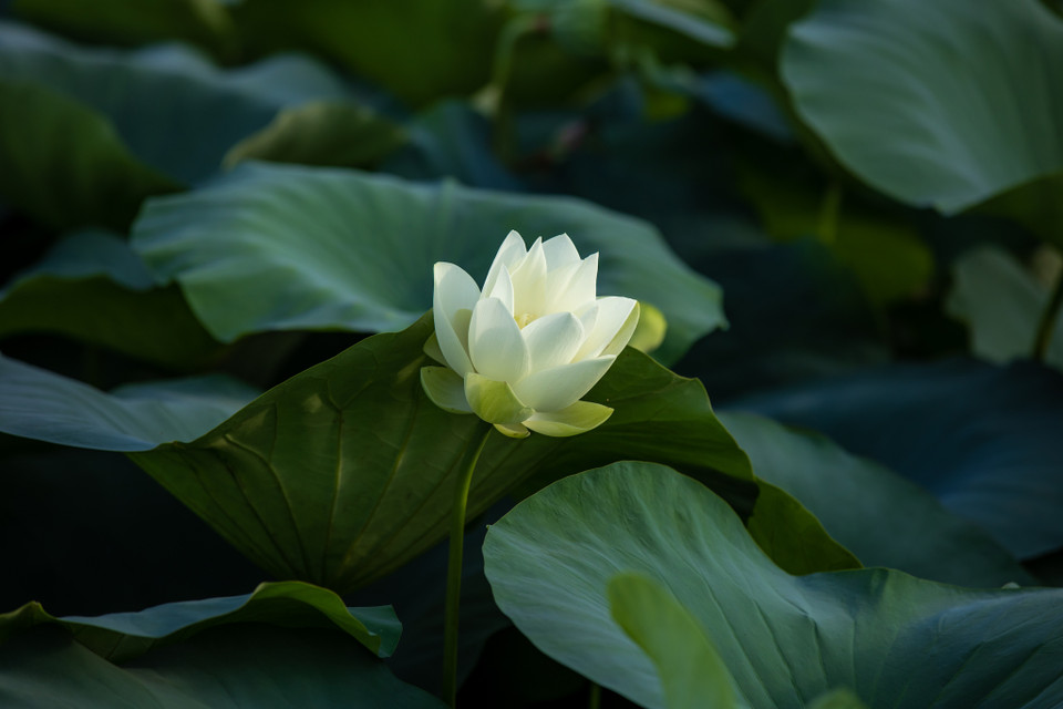 Hiện tại, Trung tâm cũng cung cấp ra thị trường 7-8 loài sen như sen trắng bỉ ngạn, trắng viền hồng, sen huyết,... để bán, cắm phục vụ nhu cầu của người dân Thủ đô. (Ảnh: Minh Sơn/Vietnam+)