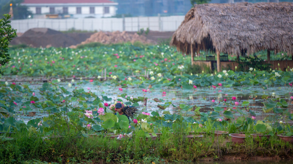 Quản lý trung tâm, anh Lã Tiến Hiệp cho biết: 'Chúng tôi đang trồng, bảo tồn các loài sen quý của Việt Nam và thế giới, từ sen của Đồng Tháp, Củ Chi, Huế cho tới các loại sen Trung Quốc, châu Á, Australia,...' (Ảnh: Minh Sơn/Vietnam+)