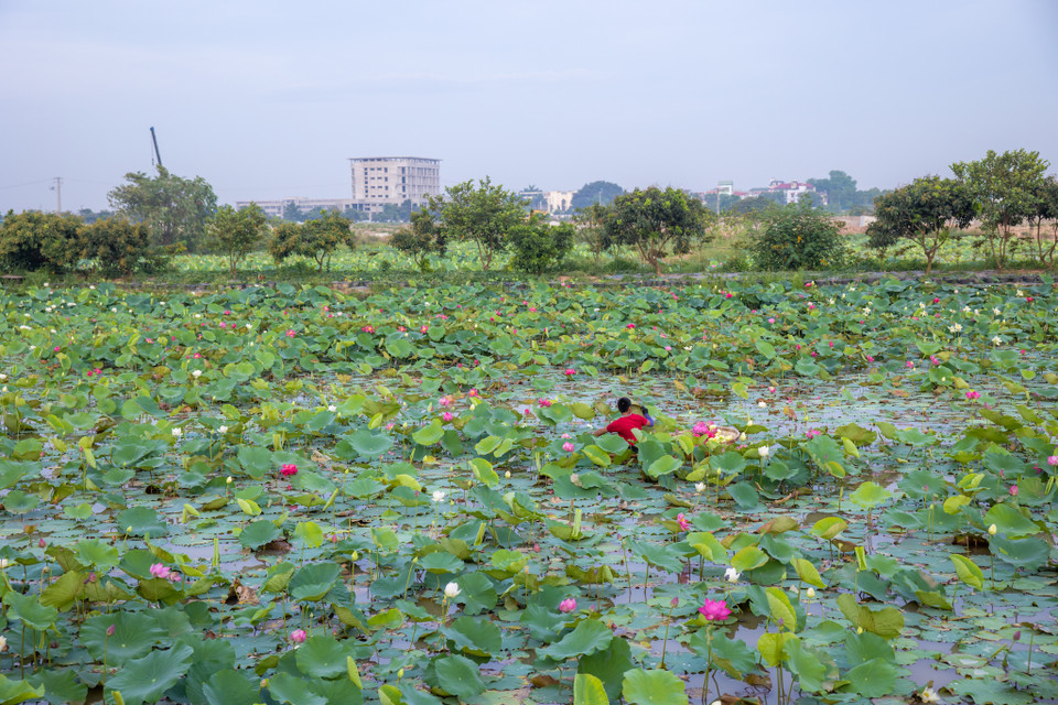 Trung tâm được mở ra với mục đích nghiên cứu, bảo tồn, lai tạo, phát triển các giống sen tại Việt Nam và trên thế giới. Cùng với đó đây cũng sẽ là nơi để mọi người đến tham quan, tìm hiểu về các loại sen, phát triển thương hiệu sen Việt. (Ảnh: Minh Sơn/Vietnam+)
