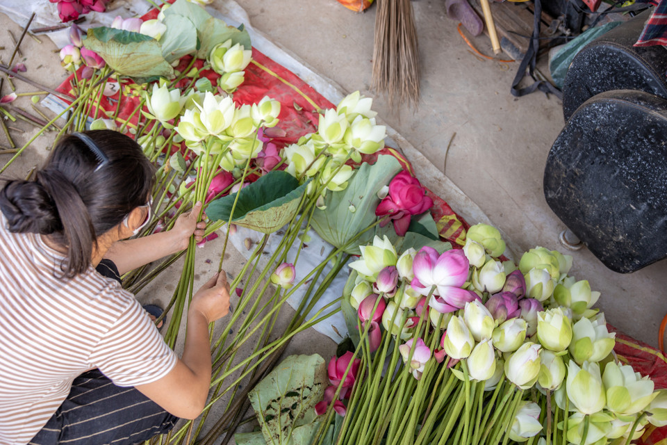 Mùa sen thường bắt đầu từ cuối tháng 5 và kéo dài đến đầu tháng 9 dương lịch. Loài hoa sen đẹp, có giá trị cao lại mang nhiều ý nghĩa sâu sắc nên rất được người dân ưa chuộng. (Ảnh: Minh Sơn/Vietnam+)