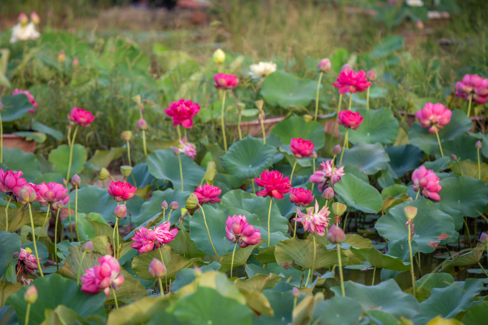 Những bông sen Hồng Ngọc 15 sẽ khiến nhiều người đến đây mê mẩn. (Ảnh: Minh Sơn/Vietnam+)
