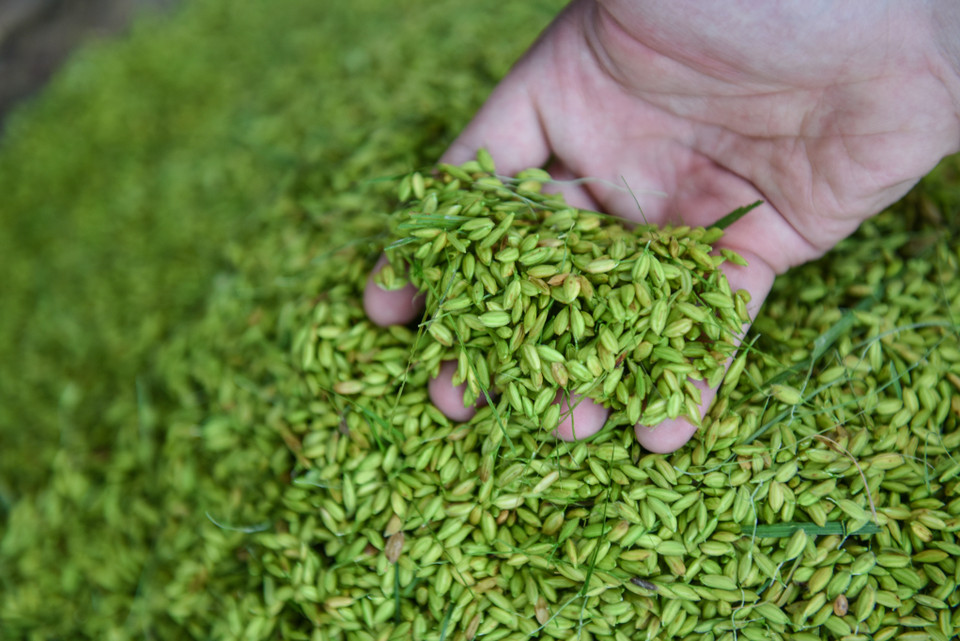 Để làm ra được hạt cốm dẻo thơm, người dân trong làng phải dậy từ 3 giờ sáng để chở lúa. Hiện nay, lúa được thu mua từ khắp các tỉnh như: Bắc Ninh, Phú Thọ... (Ảnh: PV/Vietnam+)