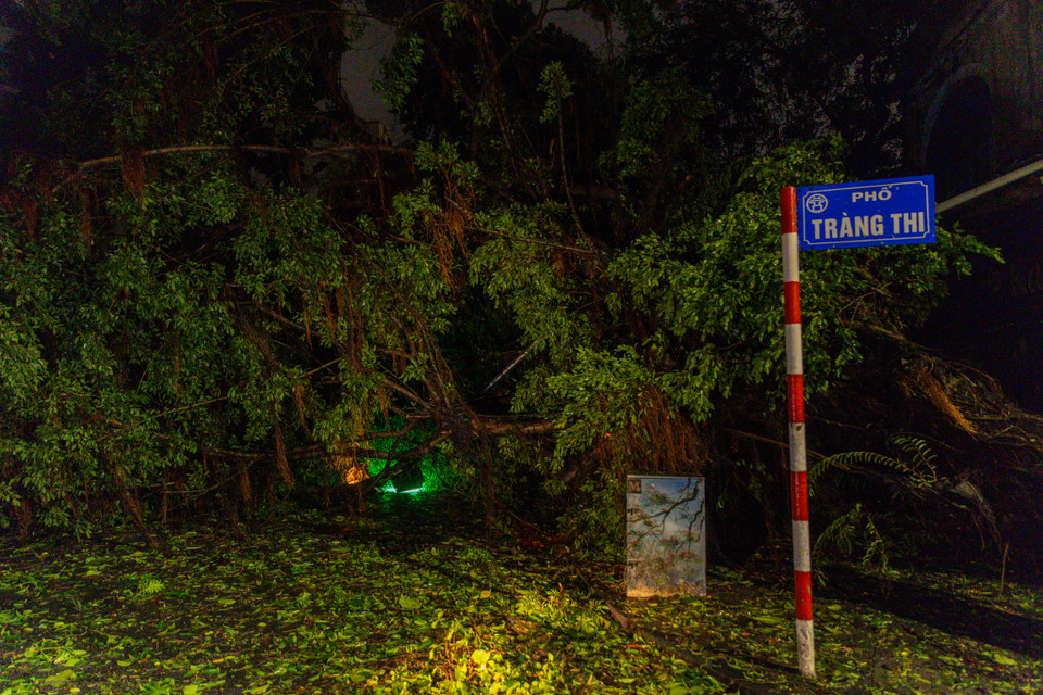Hàng trăm cây xanh gãy đổ đã gây ảnh hưởng nghiêm trọng đến cơ sở hạ tầng đô thị. Nhiều tuyến đường chính bị chặn lại do cây cối đổ rạp, làm gián đoạn giao thông nghiêm trọng. Một số cây lớn khi đổ xuống đã làm hư hại đường dây điện, cột đèn và nhà cửa của người dân, dẫn đến tình trạng mất điện diện rộng tại nhiều khu vực. (Ảnh: Minh Sơn/Vietnam+)