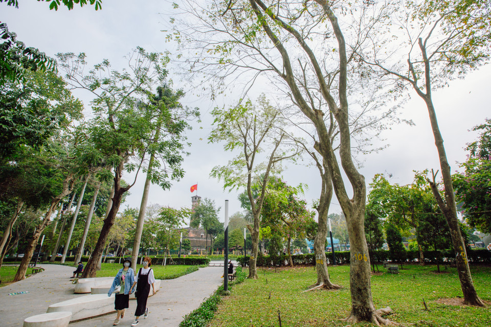 Một buổi sáng đi dạo quanh công viên, người dân bỗng giật mình ngẩng nhìn lên thảng thốt, hoa sưa đã nở từ bao giờ. (Ảnh: Minh Sơn/Vietnam+)