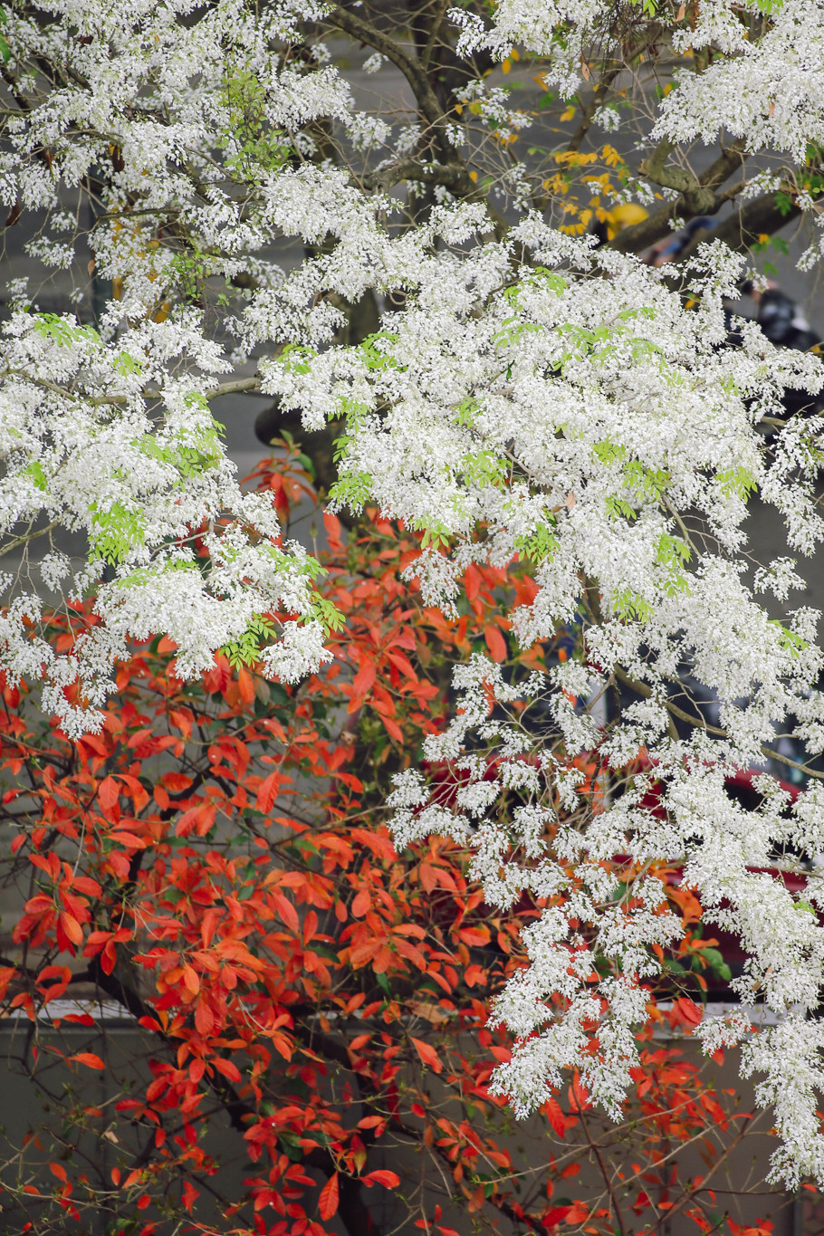 Hà Nội thời điểm giao mùa hiền hòa, thanh khiết. (Ảnh: Minh Sơn/Vietnam+)