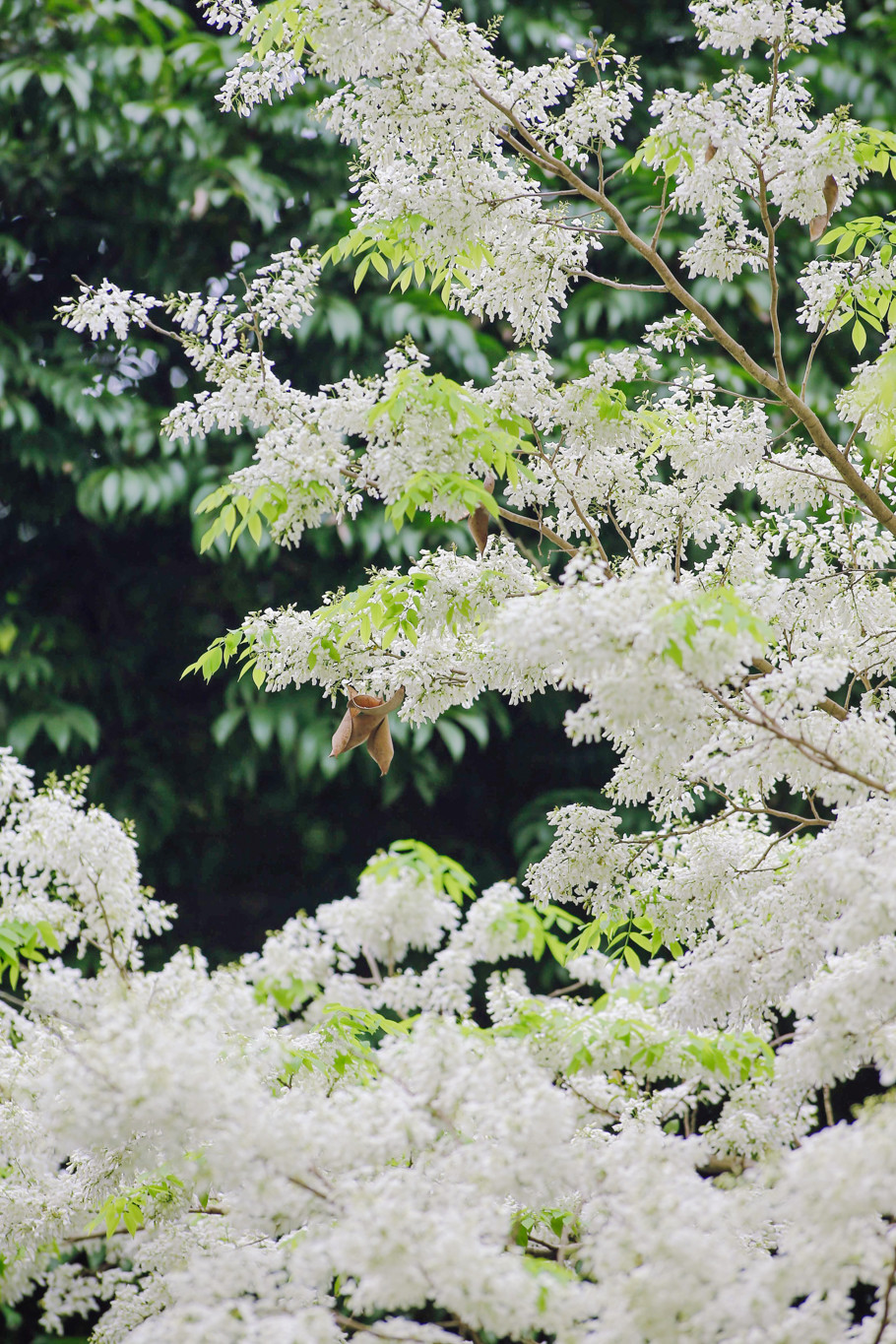 Có người còn ví von hoa sưa chính là 'tuyết của mùa xuân' cũng bởi sắc trắng tinh ấy. (Ảnh: Minh Sơn/Vietnam+)