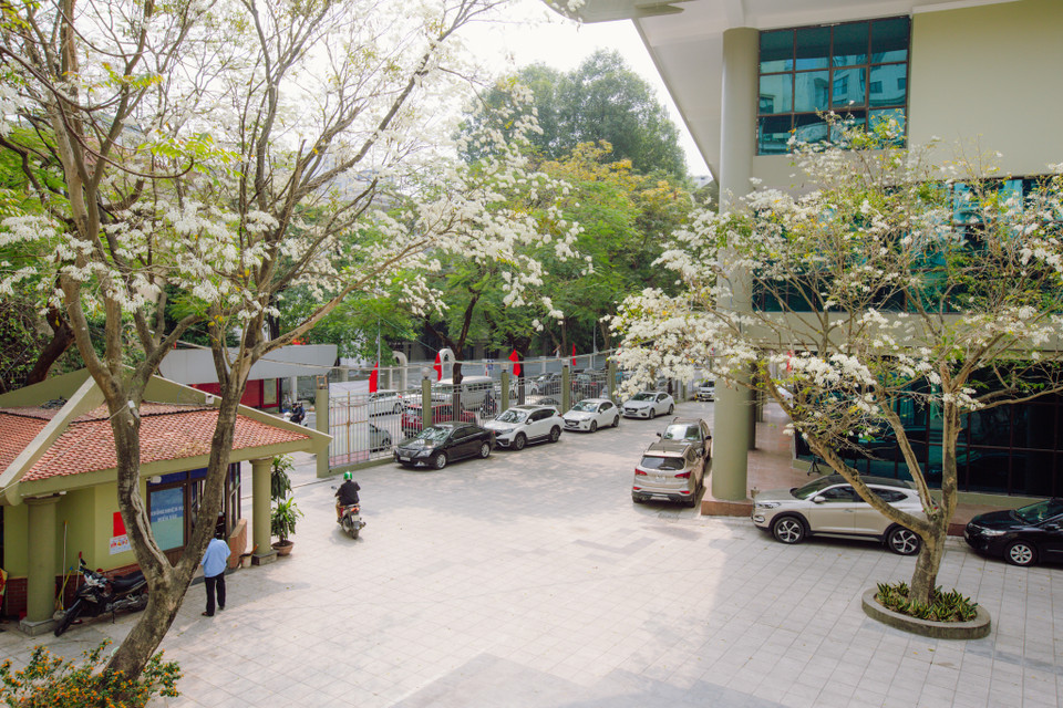 Những cánh sưa bé tí, mỏng manh là thế nhưng khi rủ nhau bung nở, trắng một vùng trời không ai là không say sưa nhìn ngắm. (Ảnh: Minh Sơn/Vietnam+)