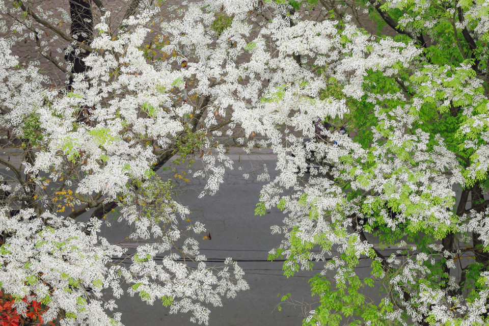 Dù ngắm hoa sưa ở thời điểm nào trong ngày vẫn thấy đẹp vì màu trắng đặc trưng không loài hoa nào có được. (Ảnh: Minh Sơn/Vietnam+)