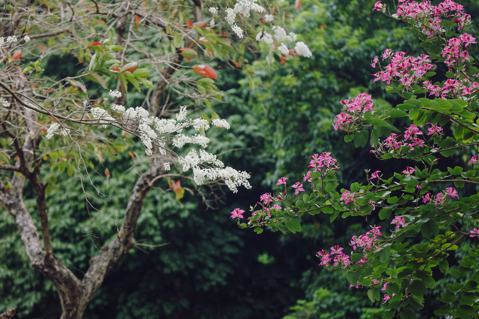 Hoa sưa trắng muốt giữa không gian cây cối đa sắc cho vẻ đẹp rất sinh động. (Ảnh: Minh Sơn/Vietnam+)