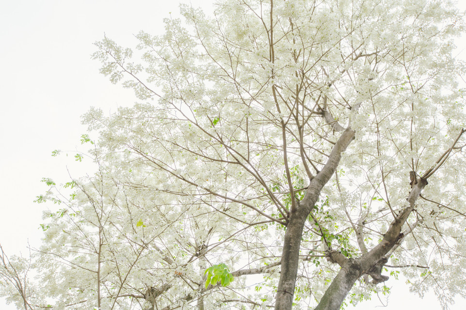 Chỉ khoảng một tuần sau khi hoa nở, những cánh hoa sưa mỏng manh thả mình bay theo gió, tạo cho những con đường trắng những sắc hoa. (Ảnh: Minh Sơn/Vietnam+)