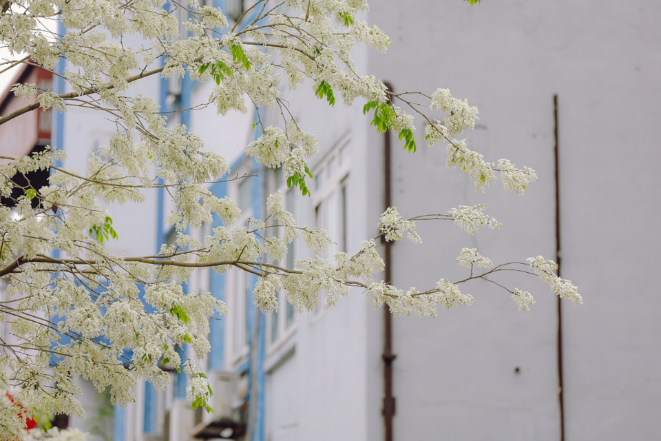 (Ảnh: Minh Sơn/Vietnam+)