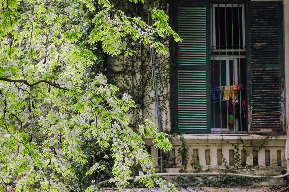 Những cành hoa sưa khoe sắc trong gió xuân. (Ảnh: Minh Sơn/Vietnam+)