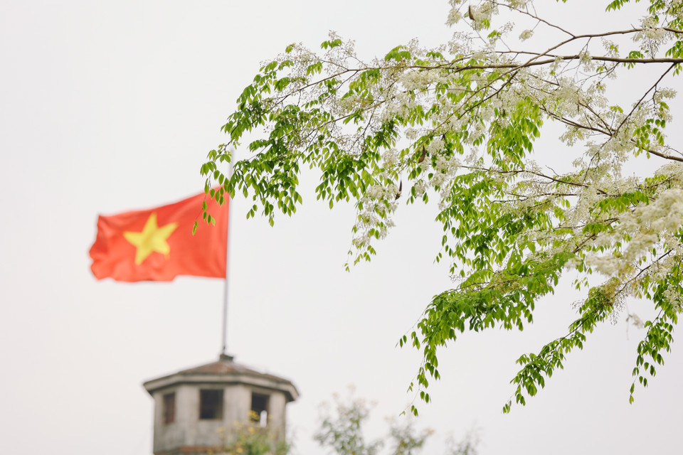 Những ngày này, chỉ cần đi dạo một vòng quanh Hà Nội, du khách có thể khám phá ra rất nhiều địa điểm hoa sưa nở trắng xóa. (Ảnh: Minh Sơn/Vietnam+)