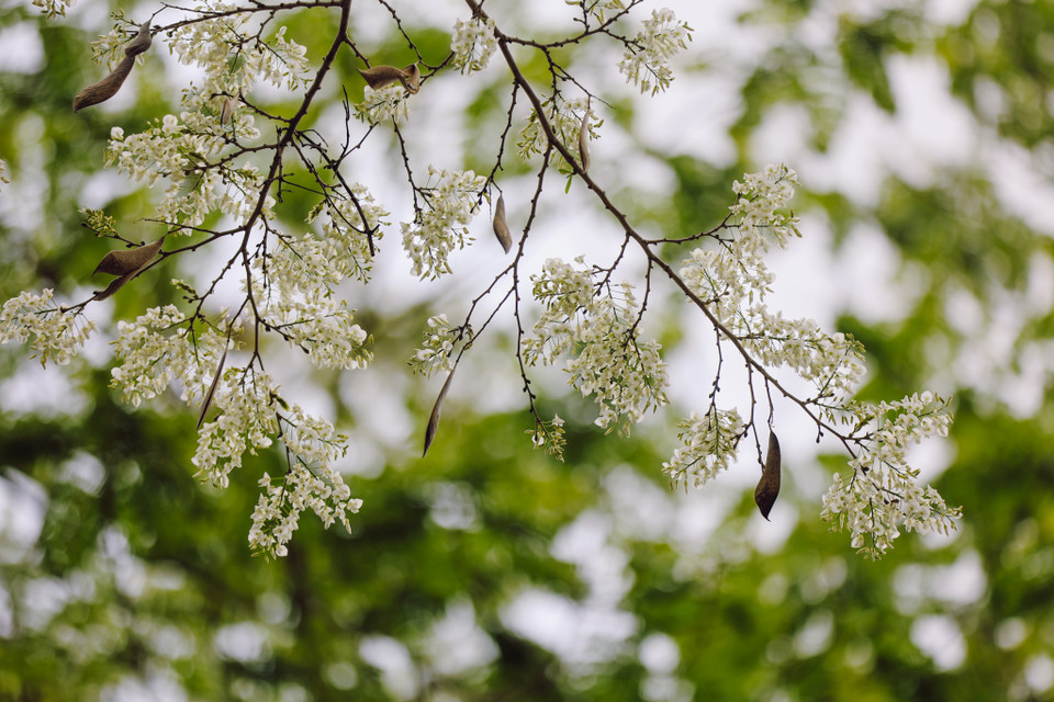 Hoa sưa trắng một góc phố, làm khung cảnh thơ mộng hơn giữa thời tiết giao mùa. (Ảnh: Minh Sơn/Vietnam+)